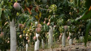 芒果热带水果挂在满是芒果树的种植园的树枝上